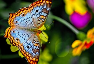 Photo Emerging butterfly