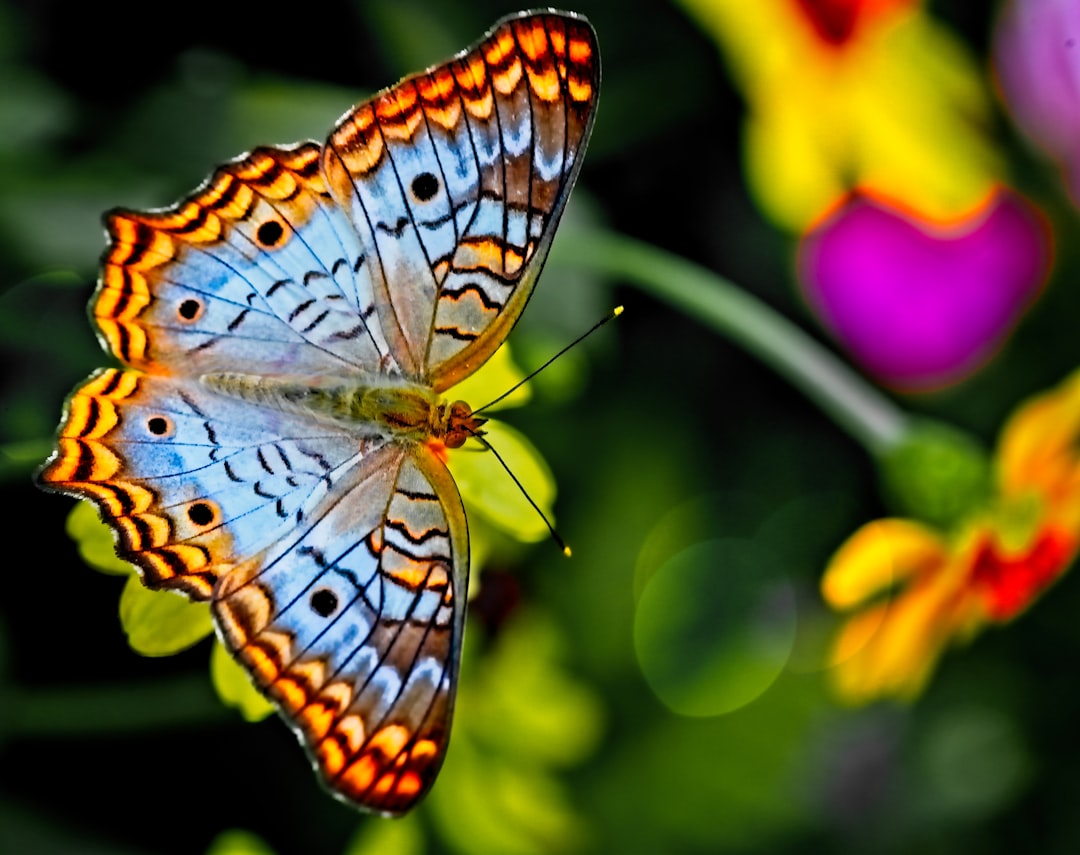 Photo Emerging butterfly